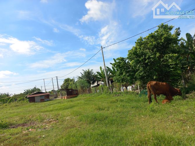 SIÊU PHẨM 1.100M2 CÓ 240M TC VÀ 25M MT KHU DÂN CƯ ĐANG XÂY ĐỰNG ĐÔNG - XÃ PHƯỚC HẢI.BRVT - 2