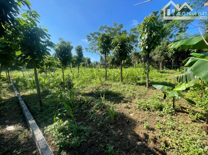 700m Full Đất Ở Trong Thung Lũng Đẹp Ví Như Mộc Châu Thu Nhỏ - 2