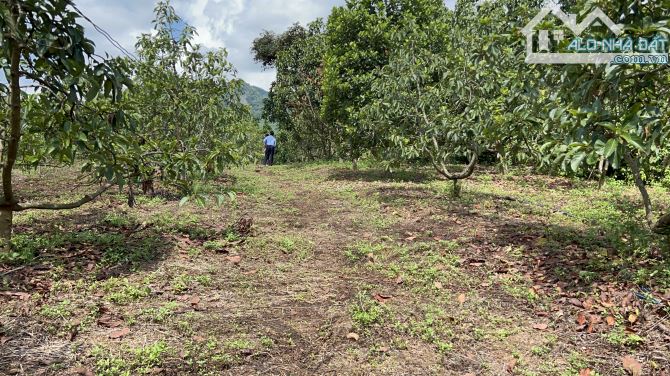Bán đất Phú Nghĩa, Lạc Thuỷ, Hoà Bình 6500m2 siêu đẹp trông toàn bộ cây ăn quả - 2