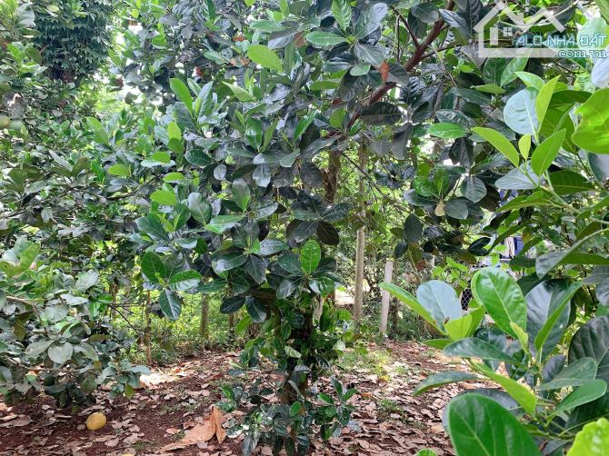 Bán khoảng 1 sào 3 (1295m2) đất xã Láng Lớn, huyện Châu Đức, BRVT. - 2