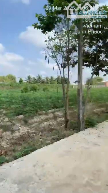 Bán đất đường xe hơi Pháo Binh, Thanh Phước, Gò Dầu, Tây Ninh - 3