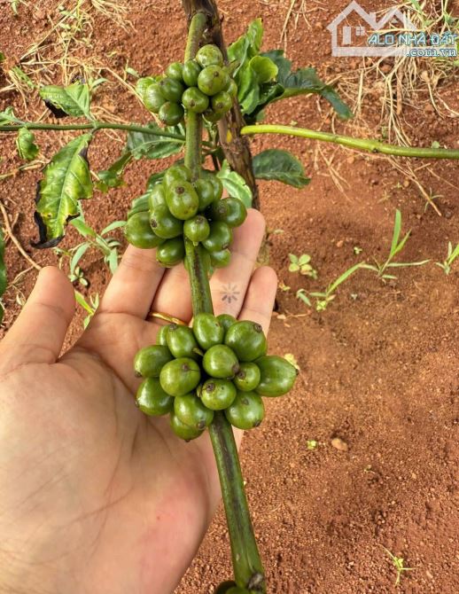ĐẤT SÀO HÒA KHÁNH CÓ NGUỒN THU TRÊN ĐẤT  GIÁP P  EA KAO - 3