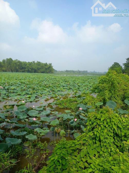 Nghỉ dưỡng hơn 5000m. Trong khu hồ sen thơm ngát - 3
