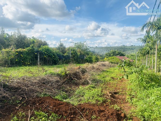 Đất Thổ cư đường 26A Đạt Lý 45x11m view cực đẹp 1,85 tỷ (tl) - 3