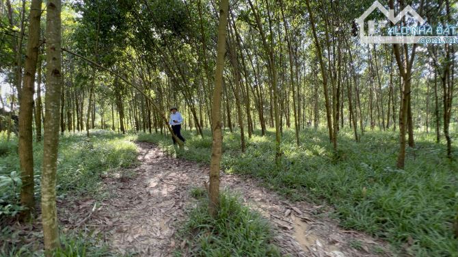 Bán đất Lạc Thuỷ, Hoà Bình 7000m2 Bám suối siêu đẹp giá rẻ chỉ có 3,5 tỷ - 3