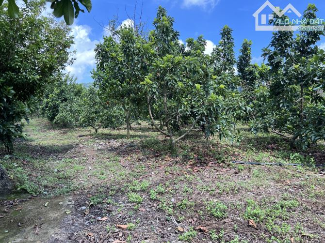 Bán đất Phú Nghĩa, Lạc Thuỷ, Hoà Bình 6500m2 siêu đẹp trông toàn bộ cây ăn quả - 3
