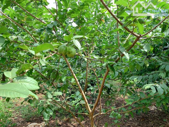 Bán khoảng 1 sào 3 (1295m2) đất xã Láng Lớn, huyện Châu Đức, BRVT. - 3
