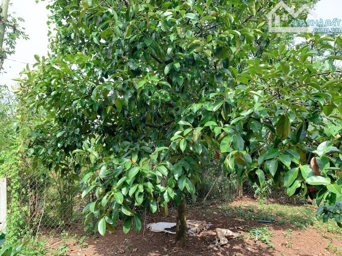 Bán khoảng 1 sào 3 (1295m2) đất xã Láng Lớn, huyện Châu Đức, BRVT. - 4