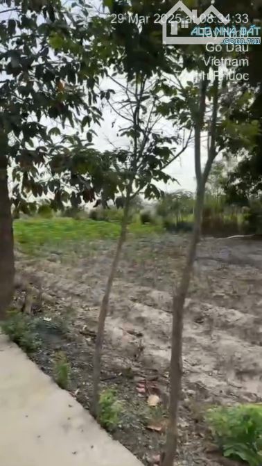 Bán đất đường xe hơi Pháo Binh, Thanh Phước, Gò Dầu, Tây Ninh - 5
