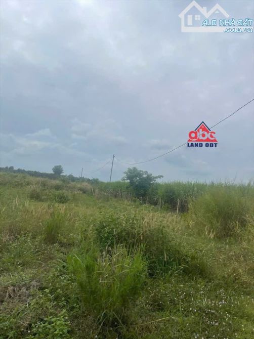 D175 Bán Quỹ Đất phù hợp Xây Dựng nhà xưởng với diện tích : 35.000m2. thuộc xã Tân An - Vĩ - 5