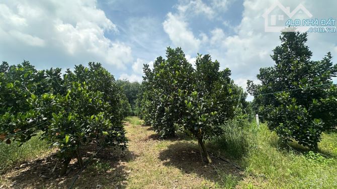 Lô đất trồng mít tại An Long - Hồ Chí Minh đường nhựa cách dh507 200m. 540m2 giá 2tr2/m2 - 8