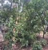 Bán 744 m2 đất CLN mặt đuờng nhựa ấp 3B,cách đuờng huyện 92A 500m,Đạo Thạnh Mỹ Tho