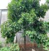 Bán khoảng 1 sào 3 (1295m2) đất xã Láng Lớn, huyện Châu Đức, BRVT.