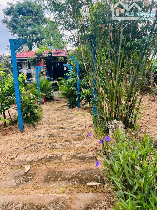 ĐẤT VƯỜN 609m2 ĐƯỜNG 19/5 GIÁ 990 TRIỆU