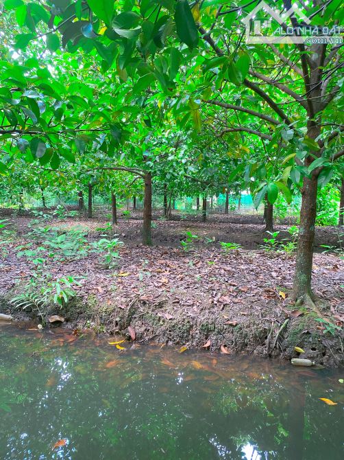 Bán 3300m2 đất mỹ khánh ngang 63m gần chợ Mỹ Khánh - 1