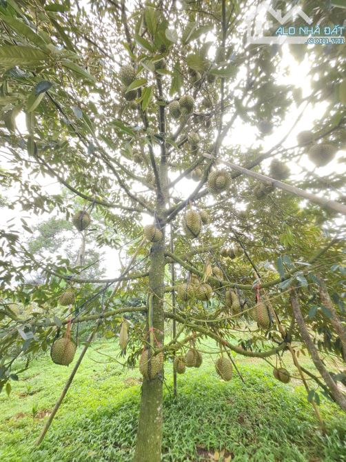 ĐẤT THỔ CƯ VIEW HỒ – EA KNUÊC, ĐẮK LẮK - 1