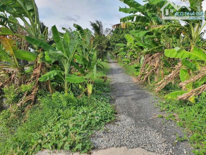 Cần bán 2000m2. (2công) đất lúa giáp bờ kênh lớn, xe ô tô🛻🛻 Vinfat VF3 tới đất, trục thẳ - 2