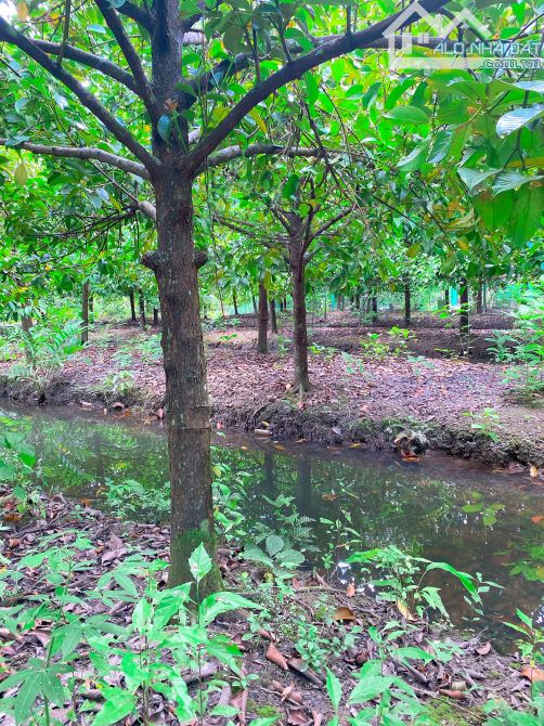 Bán 3300m2 đất mỹ khánh ngang 63m gần chợ Mỹ Khánh - 2