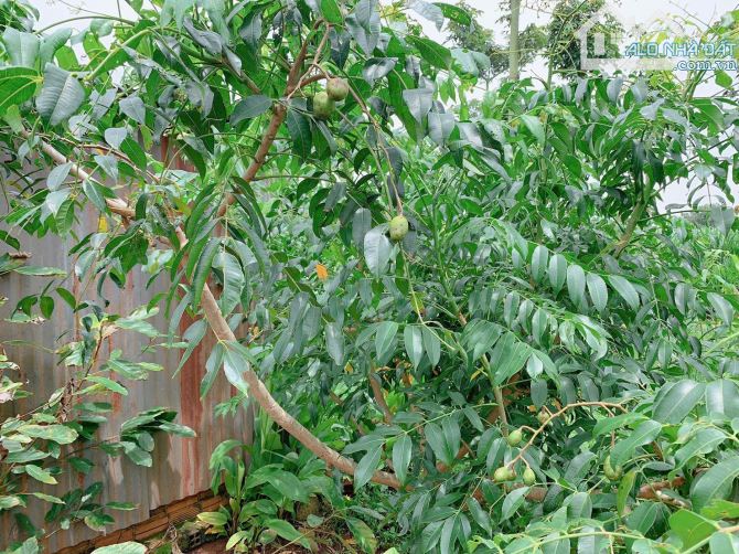 Bán khoảng 2 sào 5 (2469m2) đất xã Quảng Thành, huyện Châu Đức, BRVT. - 2