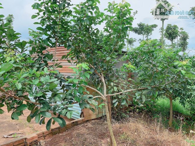 Bán khoảng 2 sào 5 (2469m2) đất xã Quảng Thành, huyện Châu Đức, BRVT. - 3