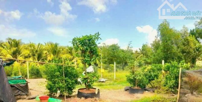 Quá ngộp, 1172m2 đất thổ 22 x 51m, KDC Mỹ Thạnh, chốt 850 tr - 4