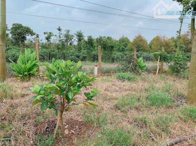 Bán khoảng 2 sào 5 (2469m2) đất xã Quảng Thành, huyện Châu Đức, BRVT. - 4