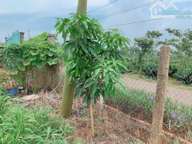 Bán khoảng 2 sào 5 (2469m2) đất xã Quảng Thành, huyện Châu Đức, BRVT. - 5