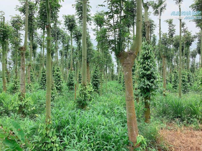 Bán khoảng 2 sào 5 (2469m2) đất xã Quảng Thành, huyện Châu Đức, BRVT. - 6
