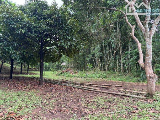 Cần sang nhượng gấp nhà vườn, đất vườn cây trái lâu năm, đường ô tô, giá cực rẻ - 10