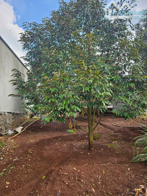 LÔ ĐẤT SỔ ĐỎ THỔ CƯ – PHƯỜNG TÂN LỢI – CÁCH KHU ĐÔ THỊ ÂN PHÚ 3 KM = 750 triệu - 1