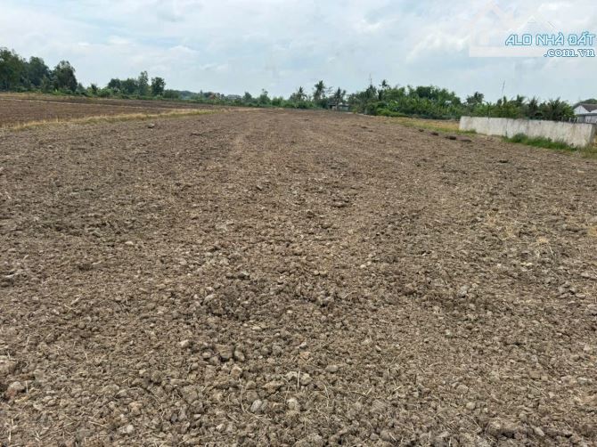 2000 đất lúa Tân Lân Cần Đước giá 400tr/1000m - 1