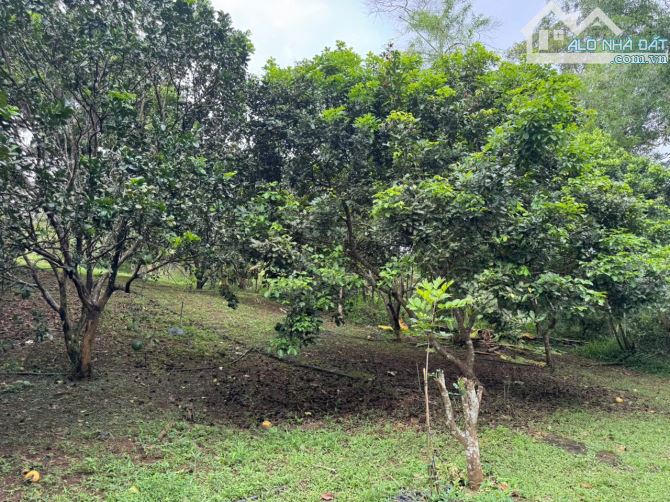 Cần sang nhượng gấp nhà vườn, đất vườn cây trái lâu năm, đường ô tô, giá cực rẻ - 1