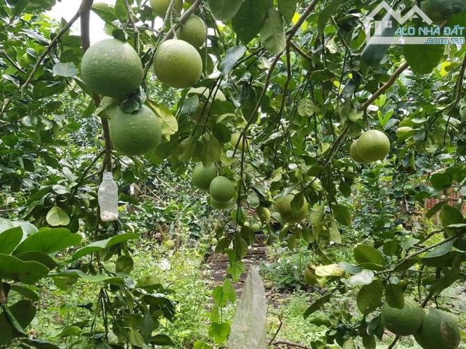 Bán đất chính chủ trung tâm bảo lộc Lâm đồng hợp nhà nghỉ dươxng - 5