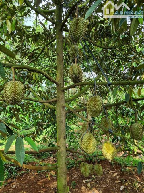 BÁN LÔ ĐẤT SÀO MẶT TIỀN ĐƯỜNG NGUYỄN XUÂN NGUYÊN, PHƯỜNG TÂN AN, ĐĂK LĂK - 1