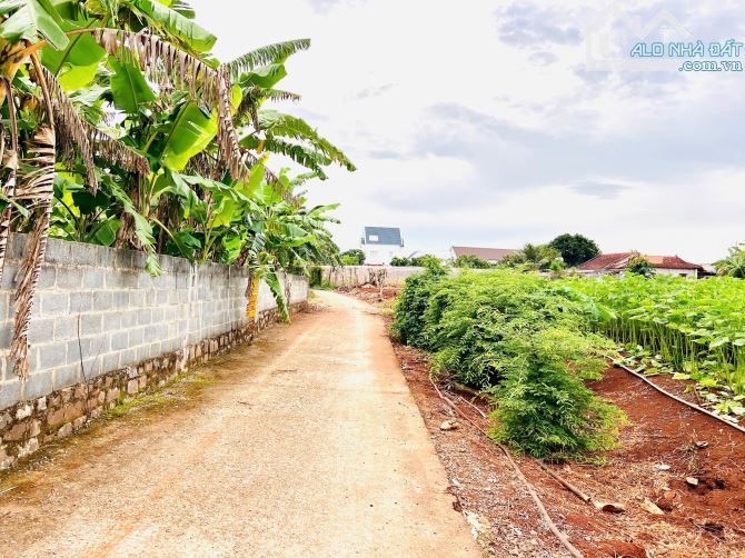 🌈🌈🌈 512m2-100 THỔ TRUNG TÂM ĐẤT ĐỎ-BRVT ( nay xã Đất Đỏ-HCM) 👉 dt 512m2-100 thổ cư-Nga - 1