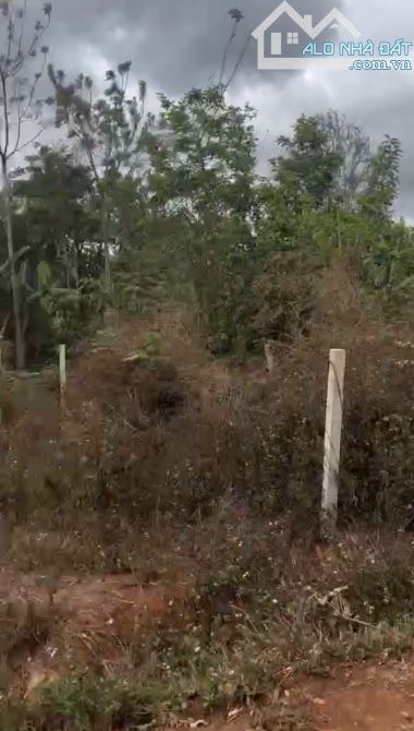 ĐẤT THỔ CƯ MẶT TIỀN ĐƯỜNG BÊ TÔNG RỘNG GIÁ CHỈ 345 TRIỆU - 1