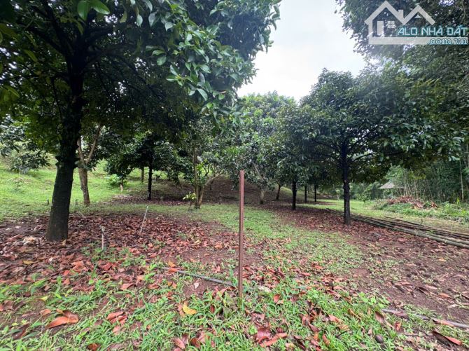 Cần sang nhượng gấp nhà vườn, đất vườn cây trái lâu năm, đường ô tô, giá cực rẻ - 13