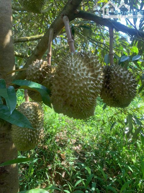 Cần sang nhượng gấp nhà vườn, đất vườn cây trái lâu năm, đường ô tô, giá cực rẻ - 14