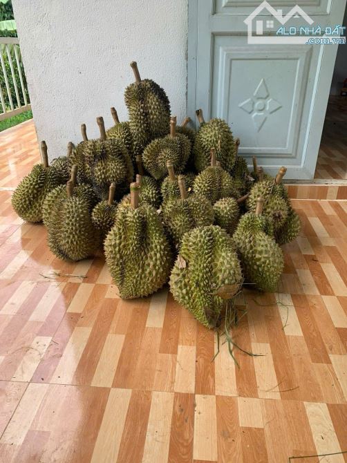 Cần sang nhượng gấp nhà vườn, đất vườn cây trái lâu năm, đường ô tô, giá cực rẻ - 17