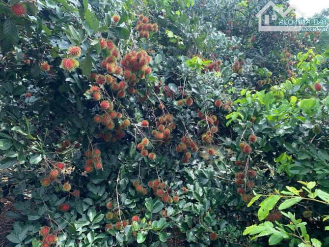 Cần sang nhượng gấp nhà vườn, đất vườn cây trái lâu năm, đường ô tô, giá cực rẻ - 18