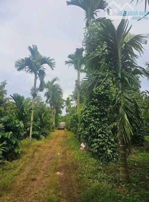 Đất nông nghiệp 3 ha Ea tiêu cũ nay là xã Eaktur - 2