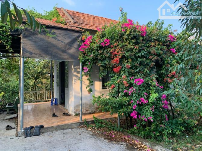 Cần sang nhượng gấp nhà vườn, đất vườn cây trái lâu năm, đường ô tô, giá cực rẻ - 3