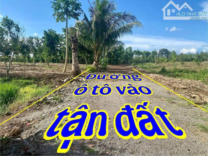 4,2 sào đất trồng cà phê tại xã Hoà Khánh - 3