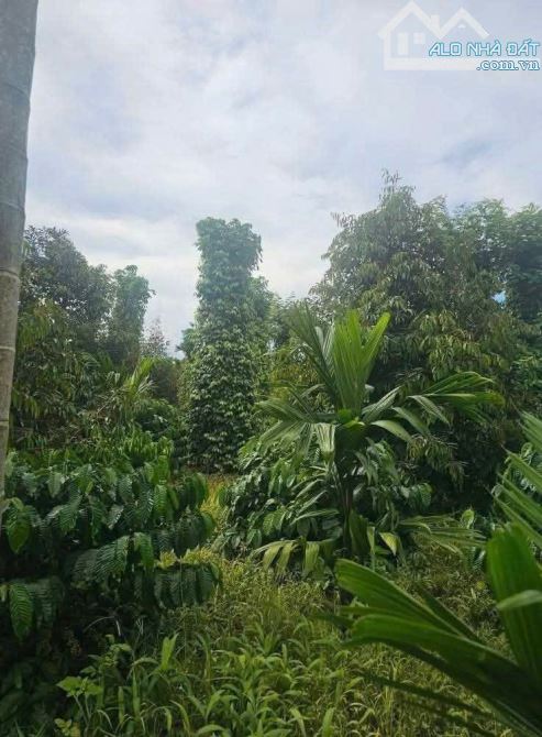 Đất nông nghiệp 3 ha Ea tiêu cũ nay là xã Eaktur - 4