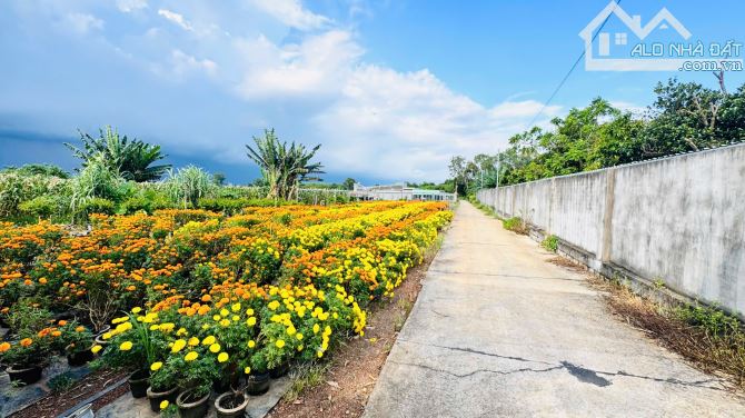 Xã Đất Đỏ tp HCM gần QL 55 Đi biển Lộc An 10p DT 2000M2 có 100tc Ngang siêu rộng 30x60m nở - 4