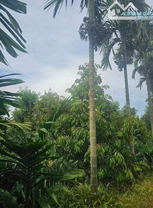 Đất nông nghiệp 3 ha Ea tiêu cũ nay là xã Eaktur - 5