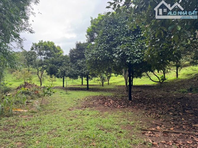 Cần sang nhượng gấp nhà vườn, đất vườn cây trái lâu năm, đường ô tô, giá cực rẻ - 5