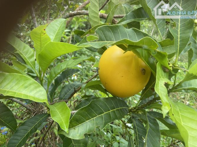 Bán đất chính chủ trung tâm bảo lộc Lâm đồng hợp nhà nghỉ dươxng - 9