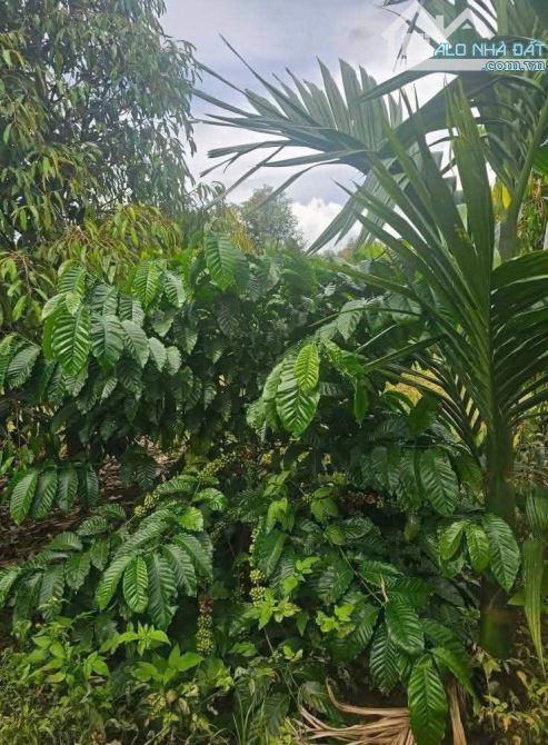 Đất nông nghiệp 3 ha Ea tiêu cũ nay là xã Eaktur - 6