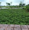 Bán đất - Thái Thuỷ,MT QL39,đầu tư sinh lời,giá Rẻ,kinh doanh tốt,DT:100m,Giá:1,9 tỉ